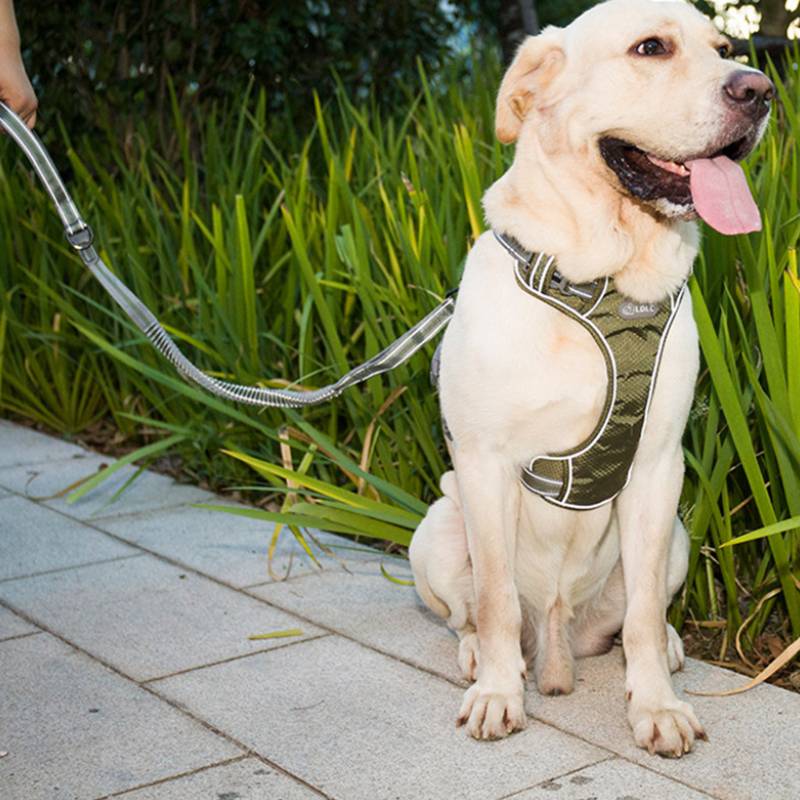 Fluorescent Elastic Retractable Anti Burst Pet Leash