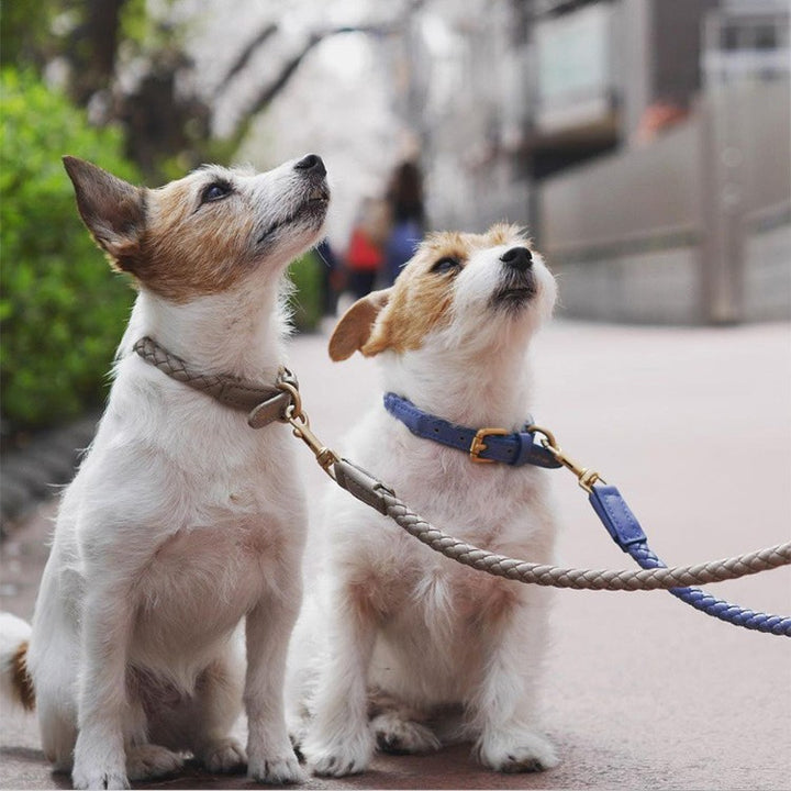 Premium Sturdy Large Pet Collar