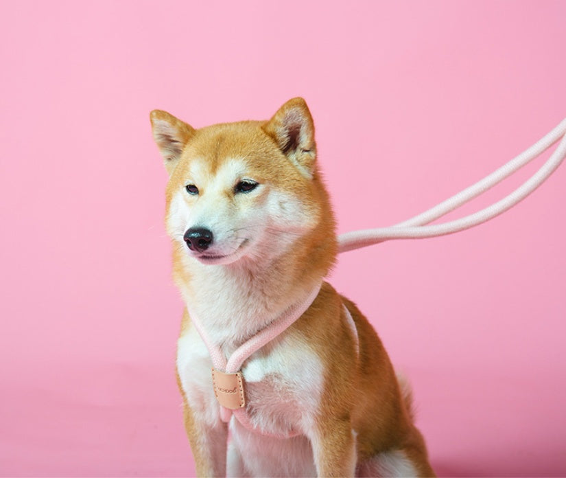 Dual Purpose Round Rope Pet Leash