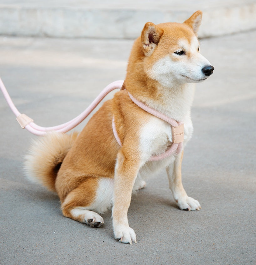 Dual Purpose Round Rope Pet Leash
