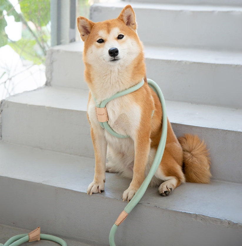 Dual Purpose Round Rope Pet Leash